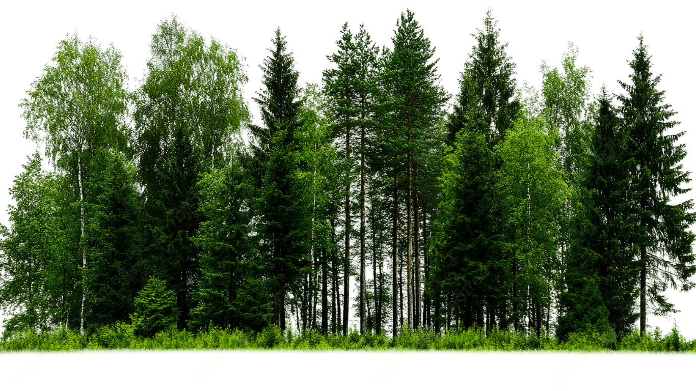 Forest Background
