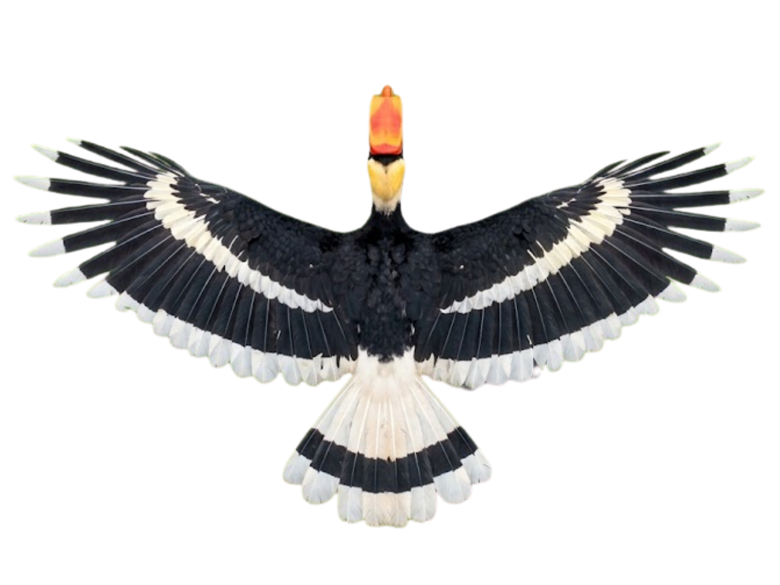 Burung Kenyalang